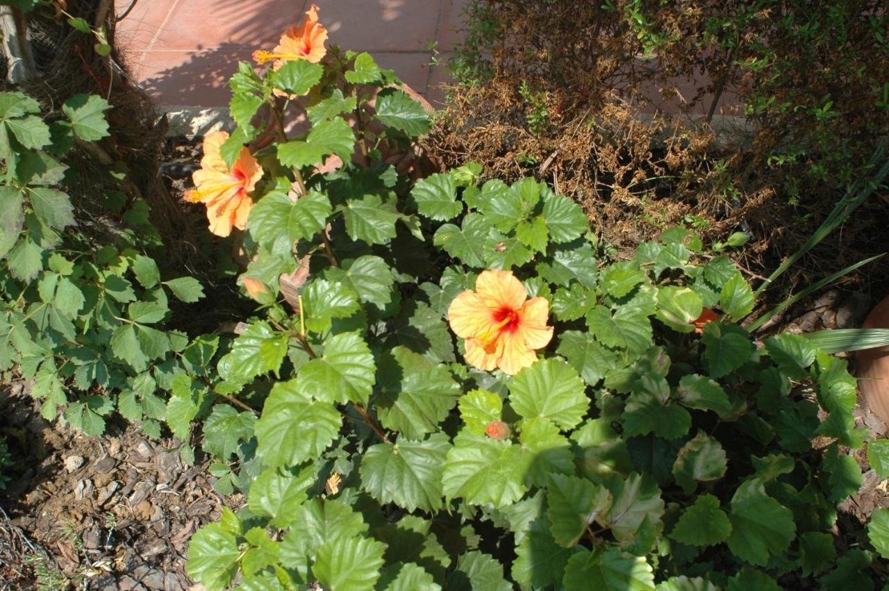Villa Sol Empuriabrava Bagian luar foto
